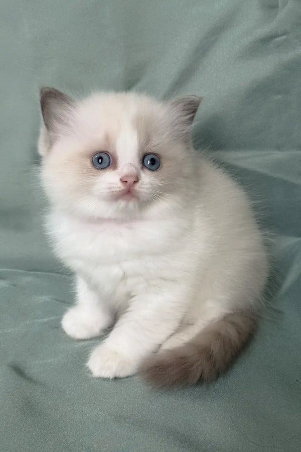 Matilda | ragdoll kitten