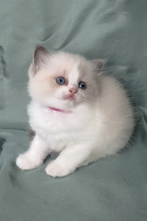 Matilda | ragdoll kitten