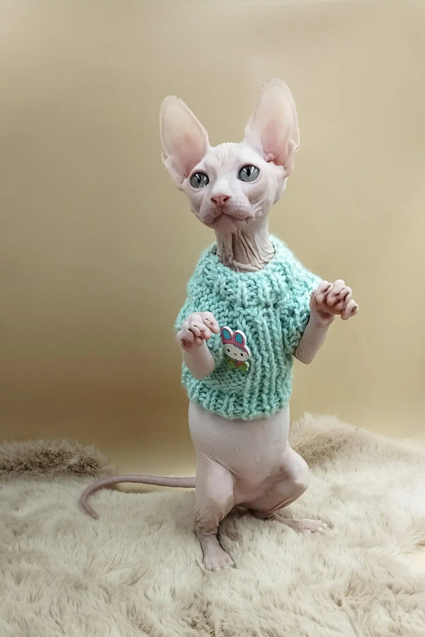 Matis | canadian sphynx kitten