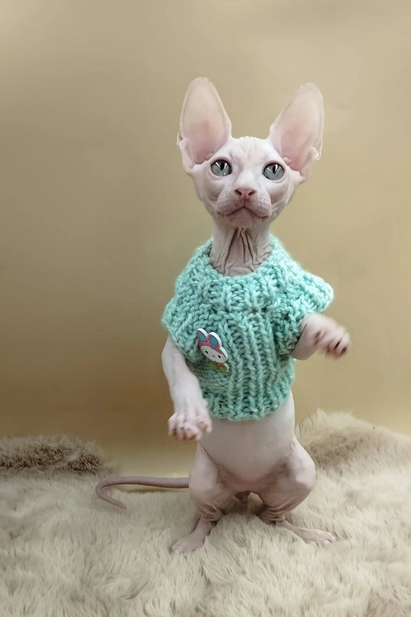 Matis | canadian sphynx kitten