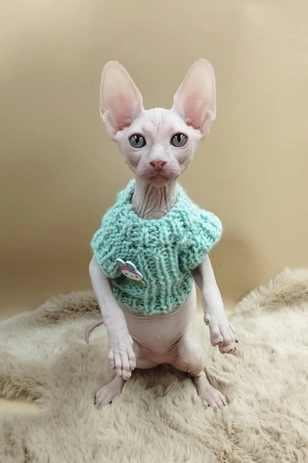 Matis | canadian sphynx kitten