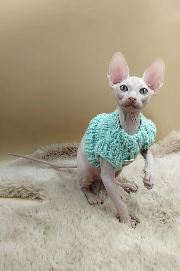 Matis | canadian sphynx kitten