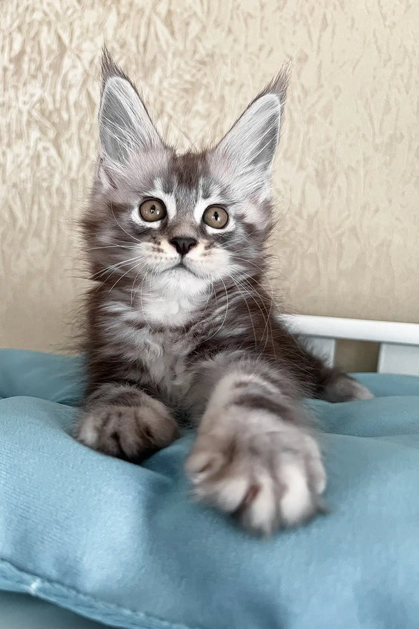 Matvey | maine coon kitten