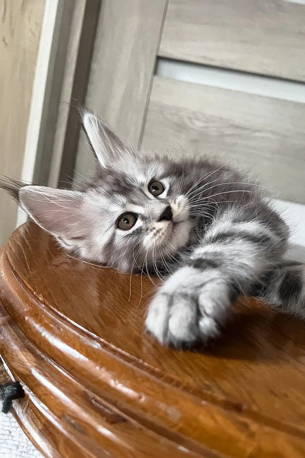 Matvey | maine coon kitten