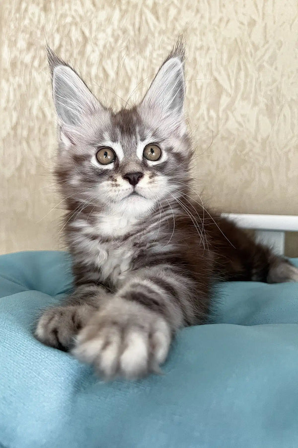 Matvey | maine coon kitten