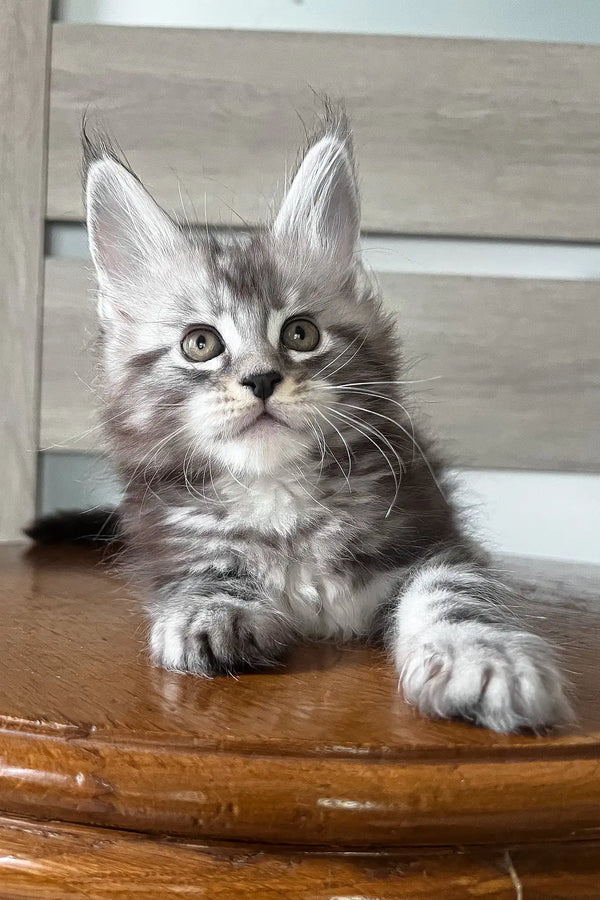 Matvey | maine coon kitten