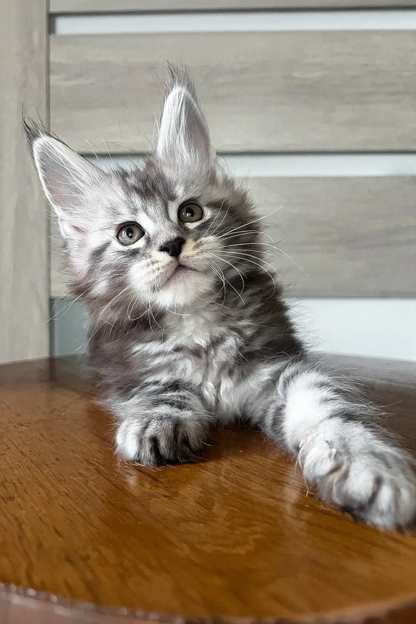 Matvey | maine coon kitten