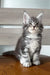 Mavrik | maine coon kitten