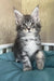 Mavrik | maine coon kitten