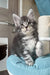 Mavrik | maine coon kitten