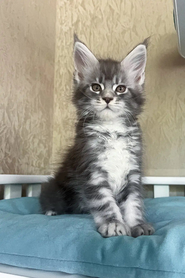 Mavrik | maine coon kitten