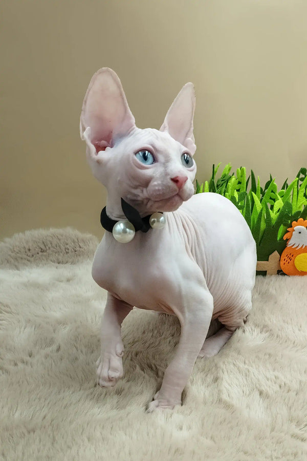 Max | canadian sphynx kitten