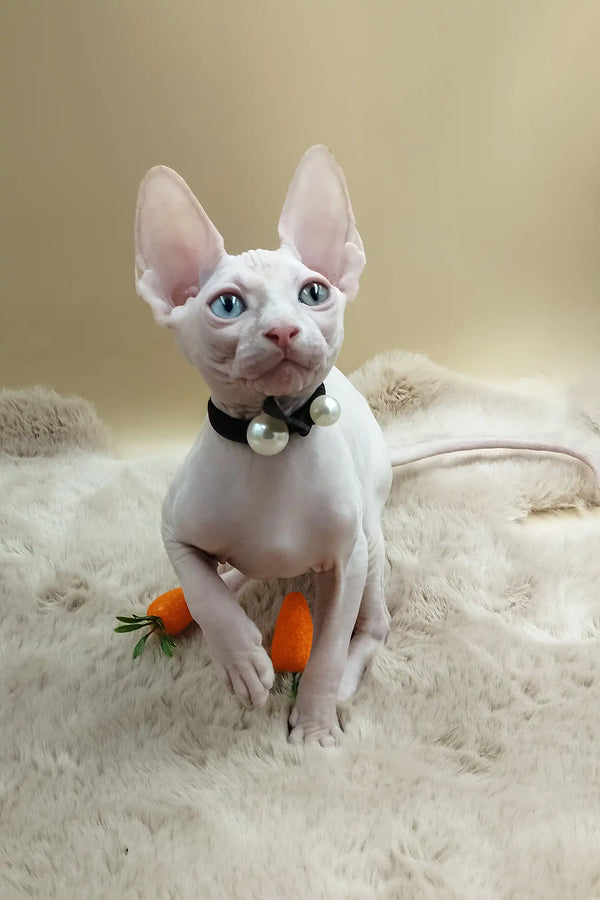 Max | canadian sphynx kitten