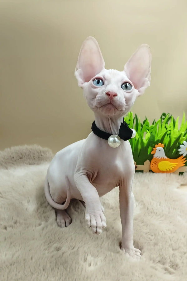 Max | canadian sphynx kitten