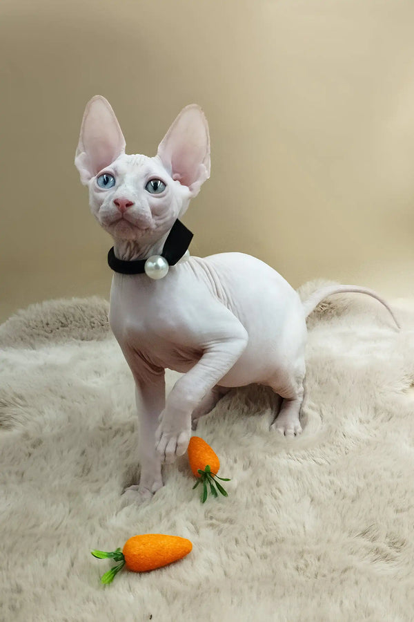 Max | canadian sphynx kitten