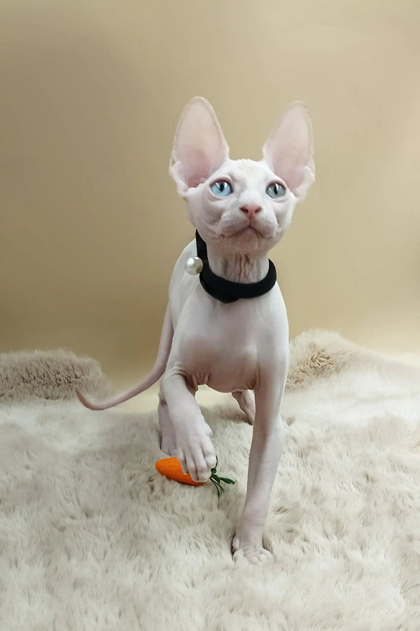 Max | canadian sphynx kitten