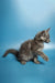 Gray fluffy Maine Coon kitten in a playful stance, ready for fun and love