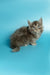 Fluffy gray Maine Coon kitten with bright eyes sitting on a surface