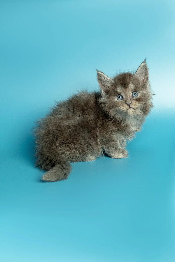Fluffy gray Maine Coon kitten with bright eyes sitting on a surface