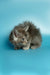 Fluffy gray Maine Coon kitten crouching on a surface, ready to pounce