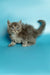 Fluffy gray Maine Coon kitten with bright eyes and a curled tail, super adorable!