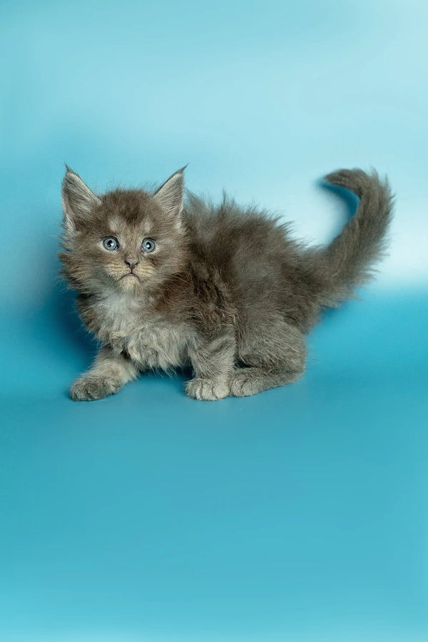 Fluffy gray Maine Coon kitten with bright eyes and a curled tail, super adorable!