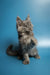 Gray fluffy Maine Coon kitten with pointed ears sitting upright in adorable pose