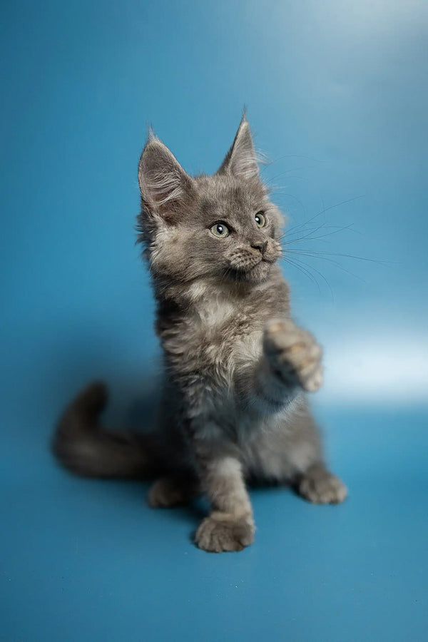 Gray fluffy Maine Coon kitten with pointed ears sitting upright in adorable pose