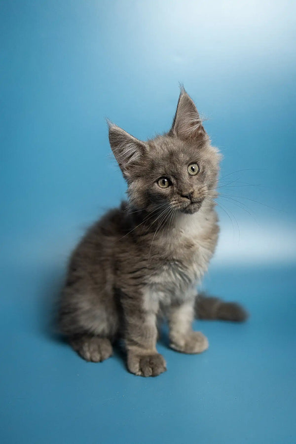 Gray fluffy Maine Coon kitten Max with alert ears and bright eyes ready for fun