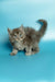 Fluffy gray Maine Coon kitten with bright eyes and a bushy tail, perfect for cuddles