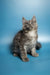 Gray and white fluffy Maine Coon kitten sitting upright, showcasing adorable cuteness