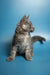 Gray Maine Coon kitten Max with fluffy coat and ear tufts, the perfect coon kitten