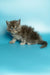 Fluffy gray Maine Coon kitten sitting with an alert expression, looking adorable