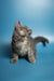 Gray fluffy Maine Coon kitten standing with one paw raised, looking adorable