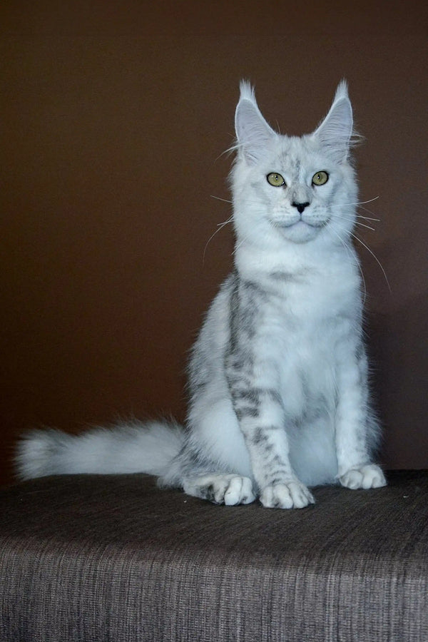 White Maine Coon kitten Max with striking green eyes and unique ear tufts