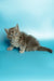 Fluffy gray Maine Coon kitten with bright eyes sitting on a cool blue surface