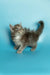 Fluffy gray Maine Coon kitten with a long tail against a blue backdrop