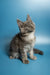 Gray and white fluffy Maine Coon kitten sitting upright, perfect for any cat lover