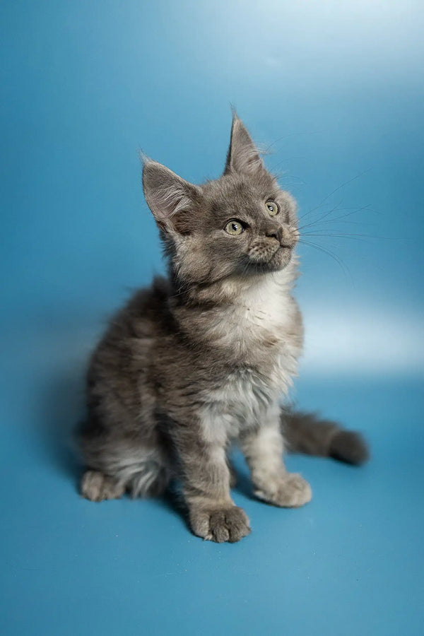 Gray and white fluffy Maine Coon kitten sitting upright, perfect for any cat lover