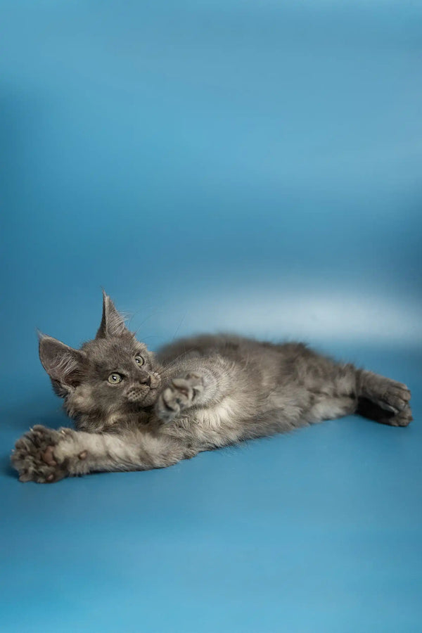 Gray Maine Coon kitten Max lounging on its side in a cozy, relaxed pose