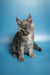 Gray fluffy Maine Coon kitten with alert ears and bright eyes, perfect playful companion