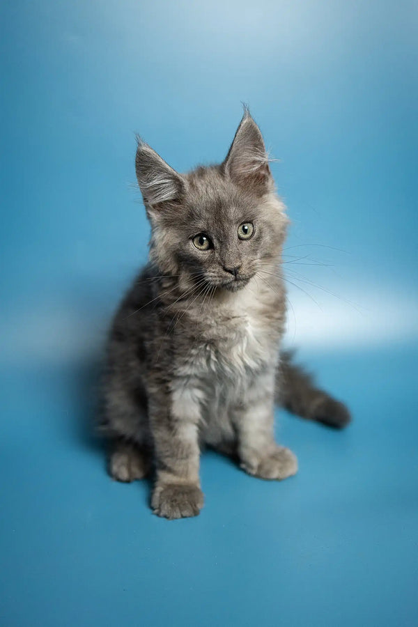 Gray fluffy Maine Coon kitten with alert ears and bright eyes, perfect playful companion