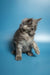 Gray fluffy Maine Coon kitten sitting attentively, perfect for pet lovers