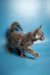 Gray Tabby Maine Coon Kitten mid-stride showing off its fluffy tail