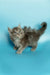 Fluffy gray Maine Coon kitten with bright eyes and a bushy tail