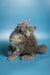 Fluffy gray Maine Coon kitten with alert ears and wide eyes sitting on haunches