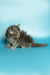 Gray fluffy Maine Coon kitten chilling on a plain surface for Max product display