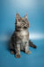 Gray and white fluffy Maine Coon kitten sitting upright with alert ears