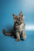 Gray and white fluffy Maine Coon kitten sitting upright, perfect for any cat lover