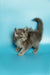 Fluffy gray Maine Coon kitten with an upright tail, perfect for your new pet